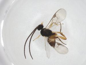  ( - CBG-A19429-G10)  @11 [ ] CreativeCommons - Attribution Share - Alike (2023) Centre for Biodiversity Genomics Centre for Biodiversity Genomics