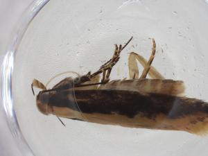  (gelMalaise01 Malaise0492 - CBG-A19439-G02)  @11 [ ] CreativeCommons - Attribution Share - Alike (2023) Centre for Biodiversity Genomics Centre for Biodiversity Genomics