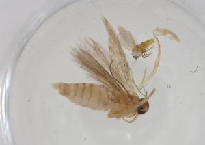  ( - CBG-A11306-B03)  @11 [ ] CreativeCommons - Attribution Share - Alike (2023) Centre for Biodiversity Genomics Centre for Biodiversity Genomics