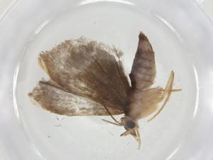  ( - CBG-A11799-B08)  @11 [ ] CreativeCommons - Attribution Share - Alike (2023) Centre for Biodiversity Genomics Centre for Biodiversity Genomics