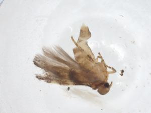  ( - CBG-A11811-B04)  @11 [ ] CreativeCommons - Attribution Share - Alike (2023) Centre for Biodiversity Genomics Centre for Biodiversity Genomics