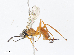  ( - CBG-A13225-A10)  @11 [ ] CreativeCommons - Attribution Share - Alike (2023) CBG Photography Group Centre for Biodiversity Genomics