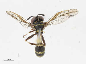  ( - CBG-A13225-C07)  @11 [ ] CreativeCommons - Attribution Share - Alike (2023) CBG Photography Group Centre for Biodiversity Genomics