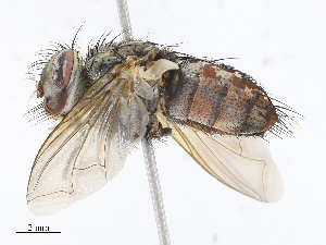  ( - CBG-A13234-H03)  @11 [ ] CreativeCommons - Attribution Share - Alike (2023) CBG Photography Group Centre for Biodiversity Genomics