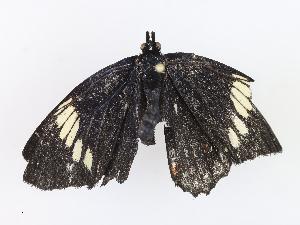  ( - CBG-A13235-A04)  @11 [ ] CreativeCommons - Attribution Share - Alike (2023) CBG Photography Group Centre for Biodiversity Genomics