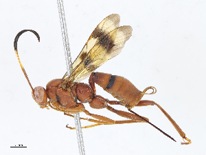  ( - CBG-A13235-B06)  @11 [ ] CreativeCommons - Attribution Share - Alike (2023) CBG Photography Group Centre for Biodiversity Genomics
