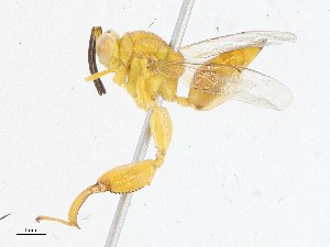  ( - CBG-A13237-B01)  @11 [ ] CreativeCommons - Attribution Share - Alike (2023) CBG Photography Group Centre for Biodiversity Genomics