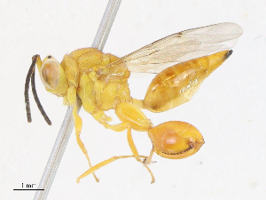  ( - CBG-A13237-B03)  @11 [ ] CreativeCommons - Attribution Share - Alike (2023) CBG Photography Group Centre for Biodiversity Genomics