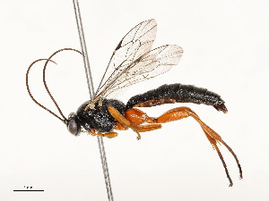  ( - CBG-A54399-F05)  @11 [ ] CreativeCommons - Attribution Share - Alike (2024) CBG Photography Group Centre for Biodiversity Genomics