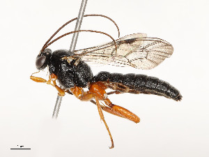  ( - CBG-A54399-G02)  @11 [ ] CreativeCommons - Attribution Share - Alike (2024) CBG Photography Group Centre for Biodiversity Genomics