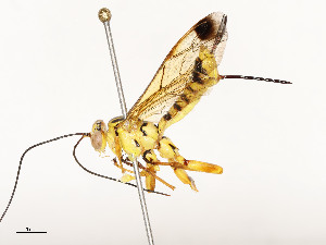  ( - CBG-A54399-H04)  @11 [ ] CreativeCommons - Attribution Share - Alike (2024) CBG Photography Group Centre for Biodiversity Genomics