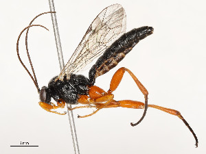  ( - CBG-A54400-A10)  @11 [ ] CreativeCommons - Attribution Share - Alike (2024) CBG Photography Group Centre for Biodiversity Genomics