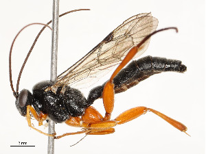  ( - CBG-A54400-C09)  @11 [ ] CreativeCommons - Attribution Share - Alike (2024) CBG Photography Group Centre for Biodiversity Genomics