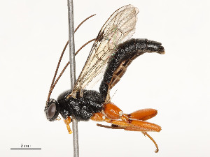  ( - CBG-A54400-C11)  @11 [ ] CreativeCommons - Attribution Share - Alike (2024) CBG Photography Group Centre for Biodiversity Genomics