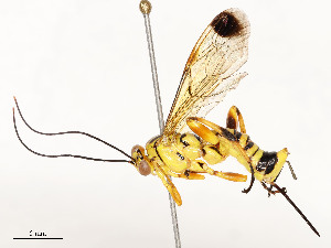  ( - CBG-A54400-E01)  @11 [ ] CreativeCommons - Attribution Share - Alike (2024) CBG Photography Group Centre for Biodiversity Genomics