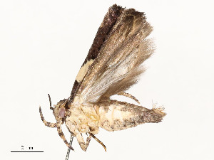  ( - CBG-A54505-A07)  @11 [ ] CreativeCommons - Attribution Share - Alike (2024) CBG Photography Group Centre for Biodiversity Genomics