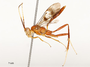  ( - CBG-A54505-B10)  @11 [ ] CreativeCommons - Attribution Share - Alike (2024) CBG Photography Group Centre for Biodiversity Genomics