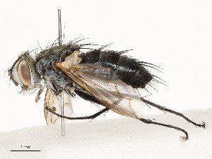  ( - CBG-A54506-D06)  @11 [ ] CreativeCommons - Attribution Share - Alike (2024) CBG Photography Group Centre for Biodiversity Genomics