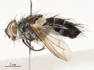  ( - CBG-A54506-D07)  @11 [ ] CreativeCommons - Attribution Share - Alike (2024) CBG Photography Group Centre for Biodiversity Genomics