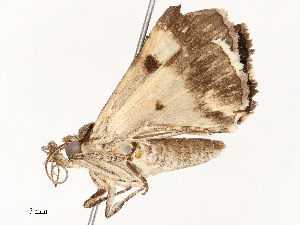  ( - CBG-A54509-H07)  @11 [ ] CreativeCommons - Attribution Share - Alike (2024) CBG Photography Group Centre for Biodiversity Genomics