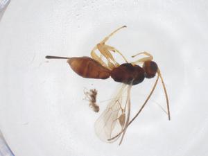  ( - CBG-A56376-G06)  @11 [ ] CreativeCommons - Attribution Share - Alike (2024) Centre for Biodiversity Genomics Centre for Biodiversity Genomics