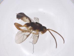  ( - CBG-A56377-D10)  @11 [ ] CreativeCommons - Attribution Share - Alike (2024) Centre for Biodiversity Genomics Centre for Biodiversity Genomics