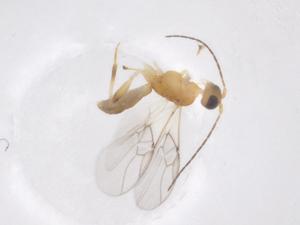  ( - CBG-A56383-E02)  @11 [ ] CreativeCommons - Attribution Share - Alike (2024) Centre for Biodiversity Genomics Centre for Biodiversity Genomics