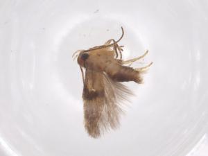  (gelMalaise01 Malaise7125 - CBG-A56388-E04)  @11 [ ] CreativeCommons - Attribution Share - Alike (2024) Centre for Biodiversity Genomics Centre for Biodiversity Genomics