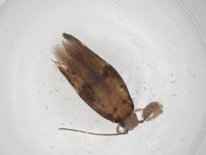  ( - CBG-A56393-A08)  @11 [ ] CreativeCommons - Attribution Share - Alike (2024) Centre for Biodiversity Genomics Centre for Biodiversity Genomics