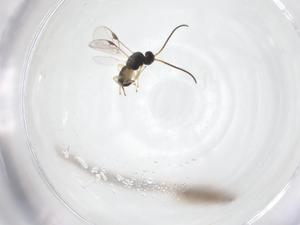  ( - CBG-A56393-H06)  @11 [ ] CreativeCommons - Attribution Share - Alike (2024) Centre for Biodiversity Genomics Centre for Biodiversity Genomics