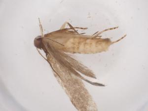  ( - CBG-A56394-B02)  @11 [ ] CreativeCommons - Attribution Share - Alike (2024) Centre for Biodiversity Genomics Centre for Biodiversity Genomics