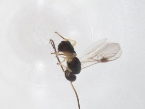  ( - CBG-A56396-A08)  @11 [ ] CreativeCommons - Attribution Share - Alike (2024) Centre for Biodiversity Genomics Centre for Biodiversity Genomics