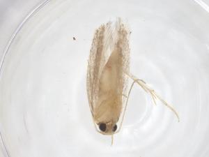  (gelMalaise01 Malaise7134 - CBG-A56401-H10)  @11 [ ] CreativeCommons - Attribution Share - Alike (2024) Centre for Biodiversity Genomics Centre for Biodiversity Genomics