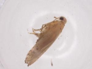  ( - CBG-A56413-C04)  @11 [ ] CreativeCommons - Attribution Share - Alike (2024) Centre for Biodiversity Genomics Centre for Biodiversity Genomics