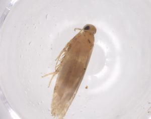  ( - CBG-A56413-G07)  @11 [ ] CreativeCommons - Attribution Share - Alike (2024) Centre for Biodiversity Genomics Centre for Biodiversity Genomics