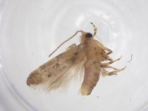  ( - CBG-A56414-C12)  @11 [ ] CreativeCommons - Attribution Share - Alike (2024) Centre for Biodiversity Genomics Centre for Biodiversity Genomics