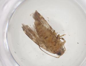  ( - CBG-A56417-A09)  @11 [ ] CreativeCommons - Attribution Share - Alike (2024) Centre for Biodiversity Genomics Centre for Biodiversity Genomics