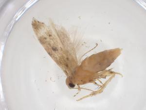  ( - CBG-A56418-F04)  @11 [ ] CreativeCommons - Attribution Share - Alike (2024) Centre for Biodiversity Genomics Centre for Biodiversity Genomics