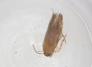  ( - CBG-A56420-A02)  @11 [ ] CreativeCommons - Attribution Share - Alike (2024) Centre for Biodiversity Genomics Centre for Biodiversity Genomics