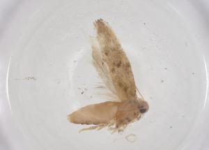  ( - CBG-A56420-B08)  @11 [ ] CreativeCommons - Attribution Share - Alike (2024) Centre for Biodiversity Genomics Centre for Biodiversity Genomics