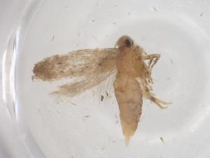  ( - CBG-A56421-E07)  @11 [ ] CreativeCommons - Attribution Share - Alike (2024) Centre for Biodiversity Genomics Centre for Biodiversity Genomics