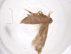  ( - CBG-A56422-H08)  @11 [ ] CreativeCommons - Attribution Share - Alike (2024) Centre for Biodiversity Genomics Centre for Biodiversity Genomics