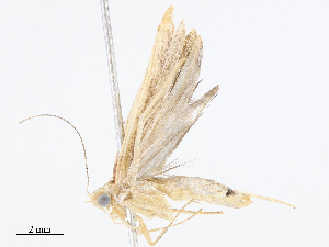  ( - CBG-A08793-F01)  @11 [ ] CreativeCommons - Attribution Share - Alike (2023) CBG Photography Group Centre for Biodiversity Genomics