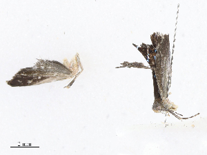  ( - CBG-A08794-B09)  @11 [ ] CreativeCommons - Attribution Share - Alike (2023) CBG Photography Group Centre for Biodiversity Genomics