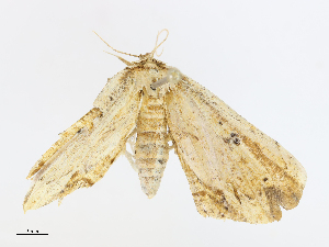  (Oroscopa Malaise8431 - CBG-A08794-E01)  @11 [ ] CreativeCommons - Attribution Share - Alike (2023) CBG Photography Group Centre for Biodiversity Genomics