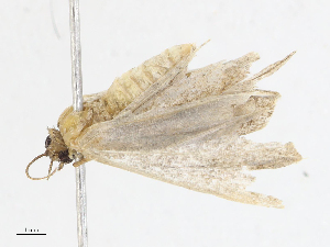  ( - CBG-A08795-D12)  @11 [ ] CreativeCommons - Attribution Share - Alike (2023) CBG Photography Group Centre for Biodiversity Genomics