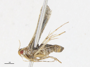  ( - CBG-A08795-E06)  @11 [ ] CreativeCommons - Attribution Share - Alike (2023) CBG Photography Group Centre for Biodiversity Genomics