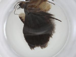  ( - CBG-A08816-A09)  @11 [ ] CreativeCommons - Attribution Share - Alike (2023) Centre for Biodiversity Genomics Centre for Biodiversity Genomics