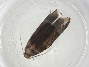  ( - CBG-A08827-A09)  @11 [ ] CreativeCommons - Attribution Share - Alike (2023) Centre for Biodiversity Genomics Centre for Biodiversity Genomics