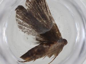  ( - CBG-A08835-E02)  @11 [ ] CreativeCommons - Attribution Share - Alike (2023) Centre for Biodiversity Genomics Centre for Biodiversity Genomics